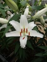 [5297 Ice Dreamer No02.JPG]